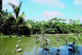grey crane pond1980s 1990s A4 Photo Print