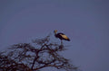 grey crowned crane 1 1980s 1990s A4 Photo Print