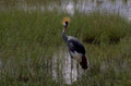 grey crowned crane 2 1980s 1990s A4 Photo Print