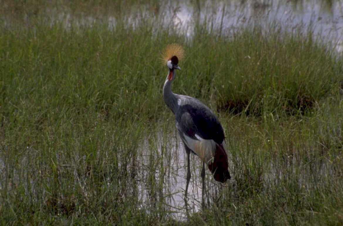 grey crowned crane 2 1980s 1990s A4 Photo Print