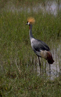 grey crowned crane 3 1980s 1990s A4 Photo Print