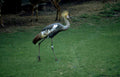 grey crowned crane GIGA 2