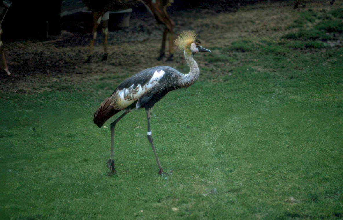 grey crowned crane GIGA 2