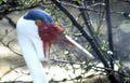 grey crowned crane Vintage A4 Photo Print