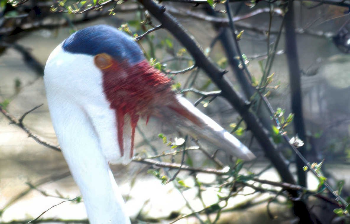 grey crowned crane Vintage A4 Photo Print