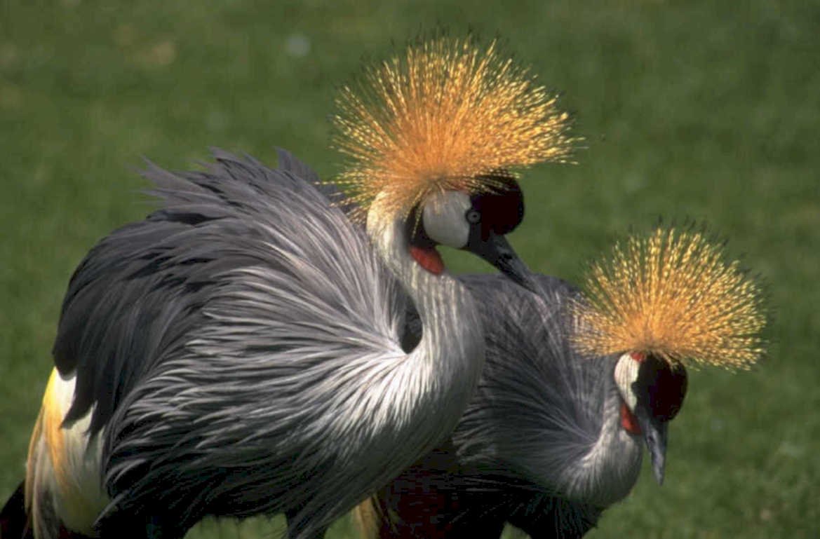 grey crowned cranes 1980s 1990s A4 Photo Print