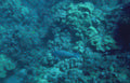 grey grouper reef Vintage A4 Photo Print