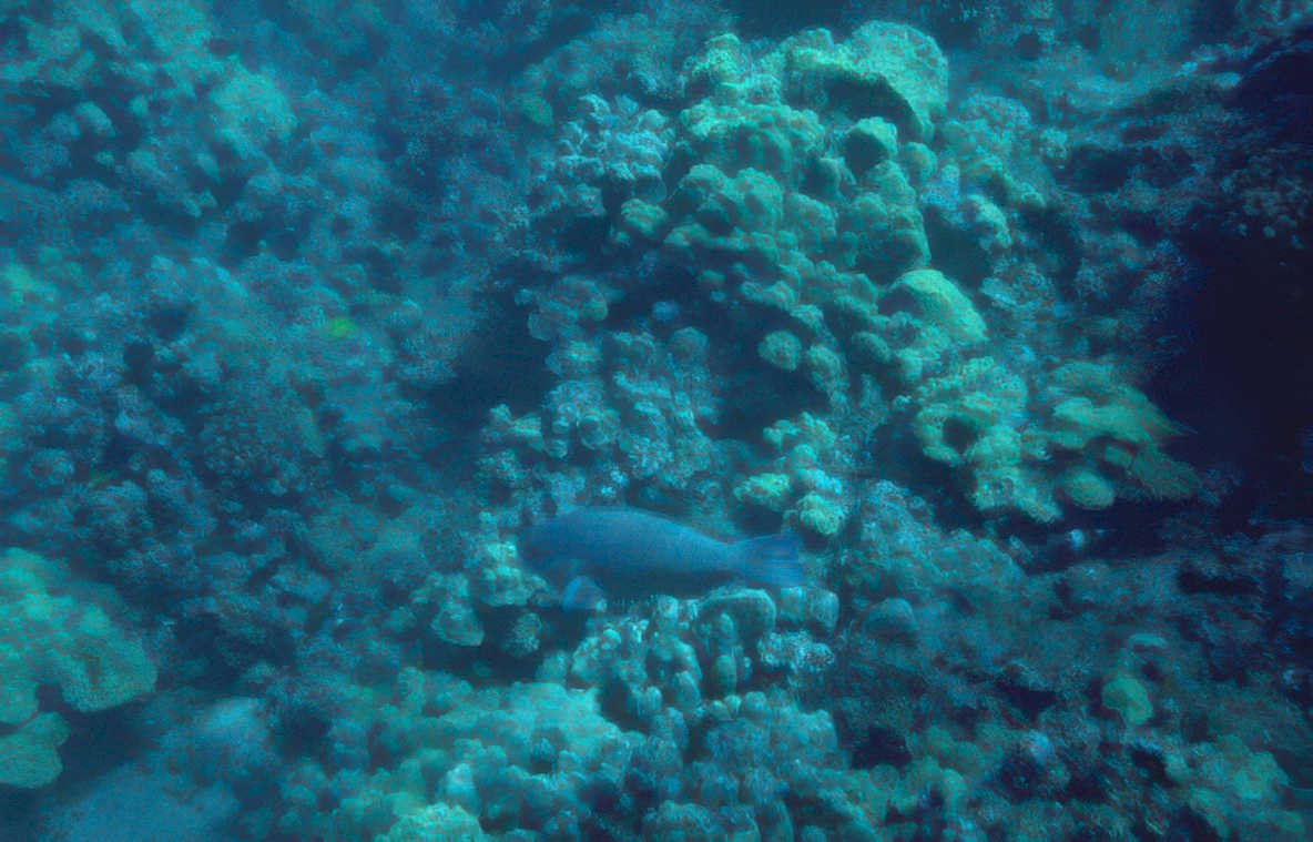 grey grouper reef Vintage A4 Photo Print