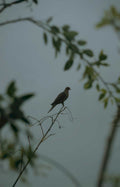 grey headed honesty Vintage A4 Photo Print