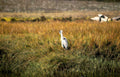grey heron autumn 1 Vintage A4 Photo Print