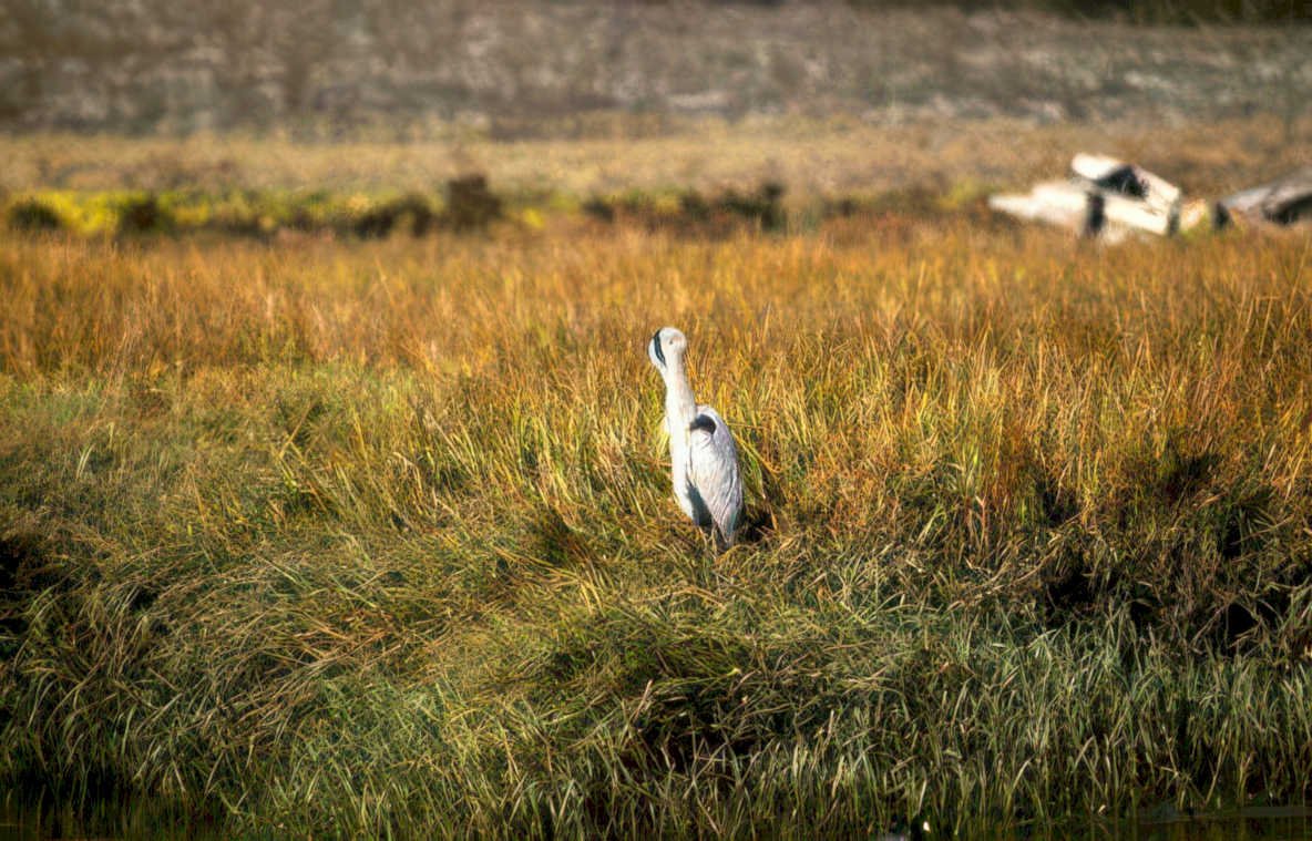 grey heron autumn 1 Vintage A4 Photo Print