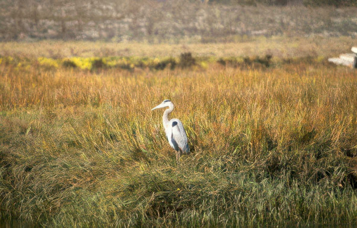 grey heron autumn 2 Vintage A4 Photo Print