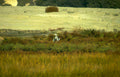grey heron dunes Vintage A4 Photo Print