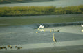 grey heron marsh Vintage A4 Photo Print