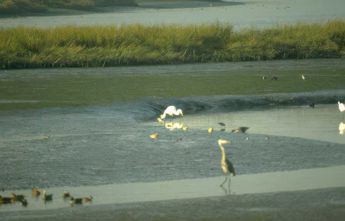 grey heron marsh Vintage A4 Photo Print