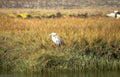 grey heron marshland 1 Vintage A4 Photo Print