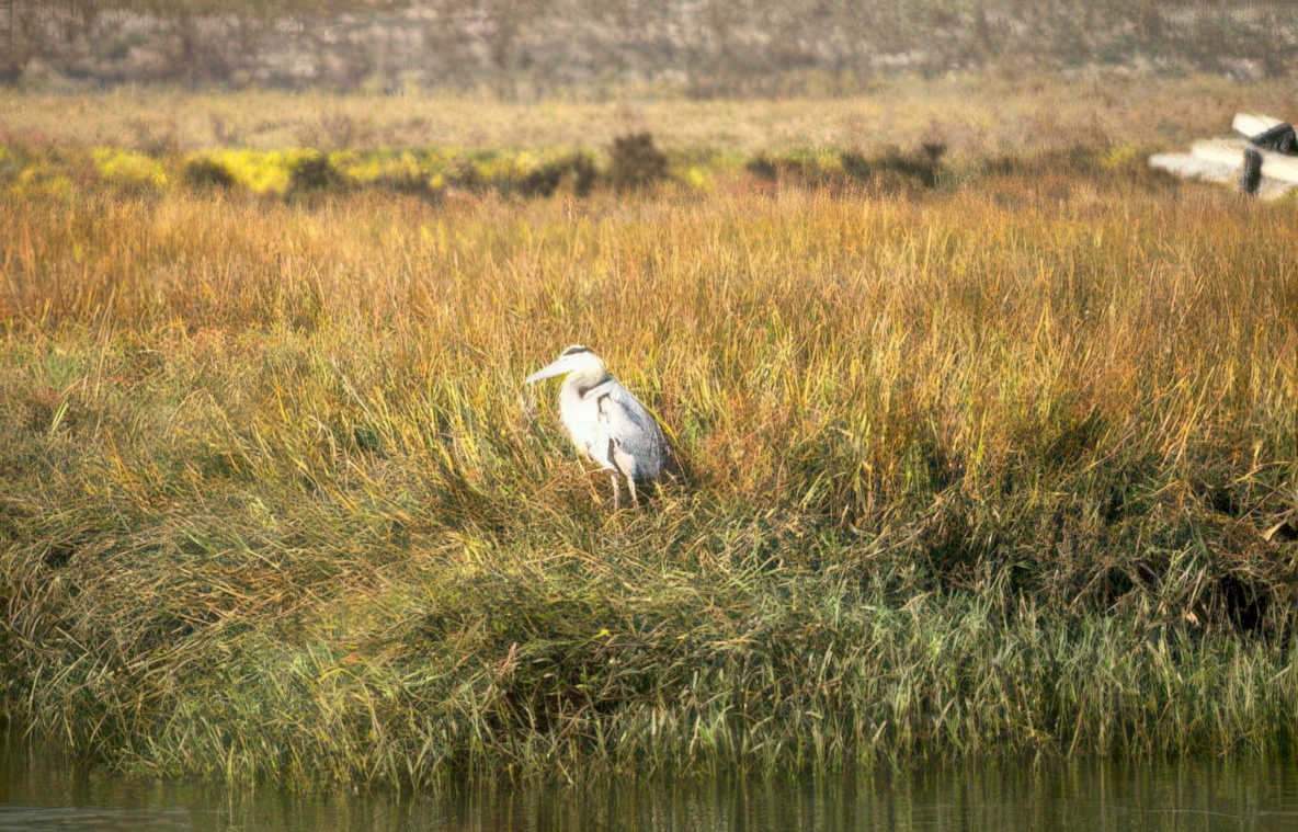 grey heron marshland 1 Vintage A4 Photo Print