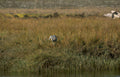 grey heron marshland 2 Vintage A4 Photo Print