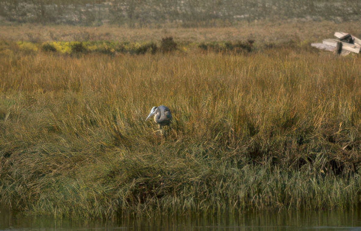 grey heron marshland 2 Vintage A4 Photo Print