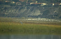 grey heron wetland 1 GIGA 2
