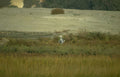 grey heron wetland 1 Vintage A4 Photo Print