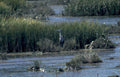 grey heron wetland 2 GIGA 2