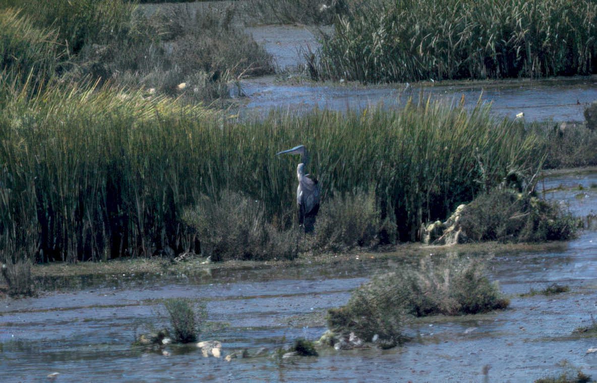 grey heron wetland 2 GIGA 2