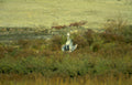 grey heron wetland 2 Vintage A4 Photo Print