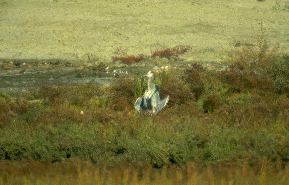 grey heron wetland 2 Vintage A4 Photo Print