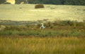 grey heron wetland 3 Vintage A4 Photo Print