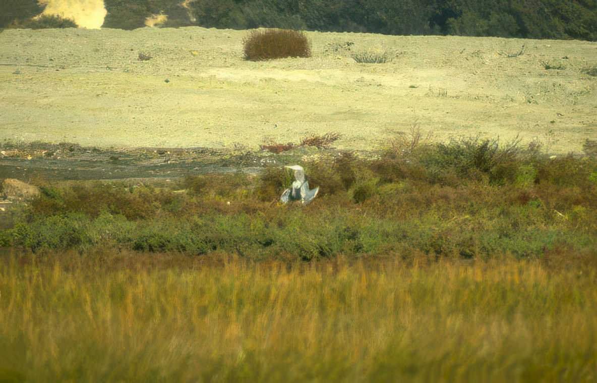 grey heron wetland 3 Vintage A4 Photo Print