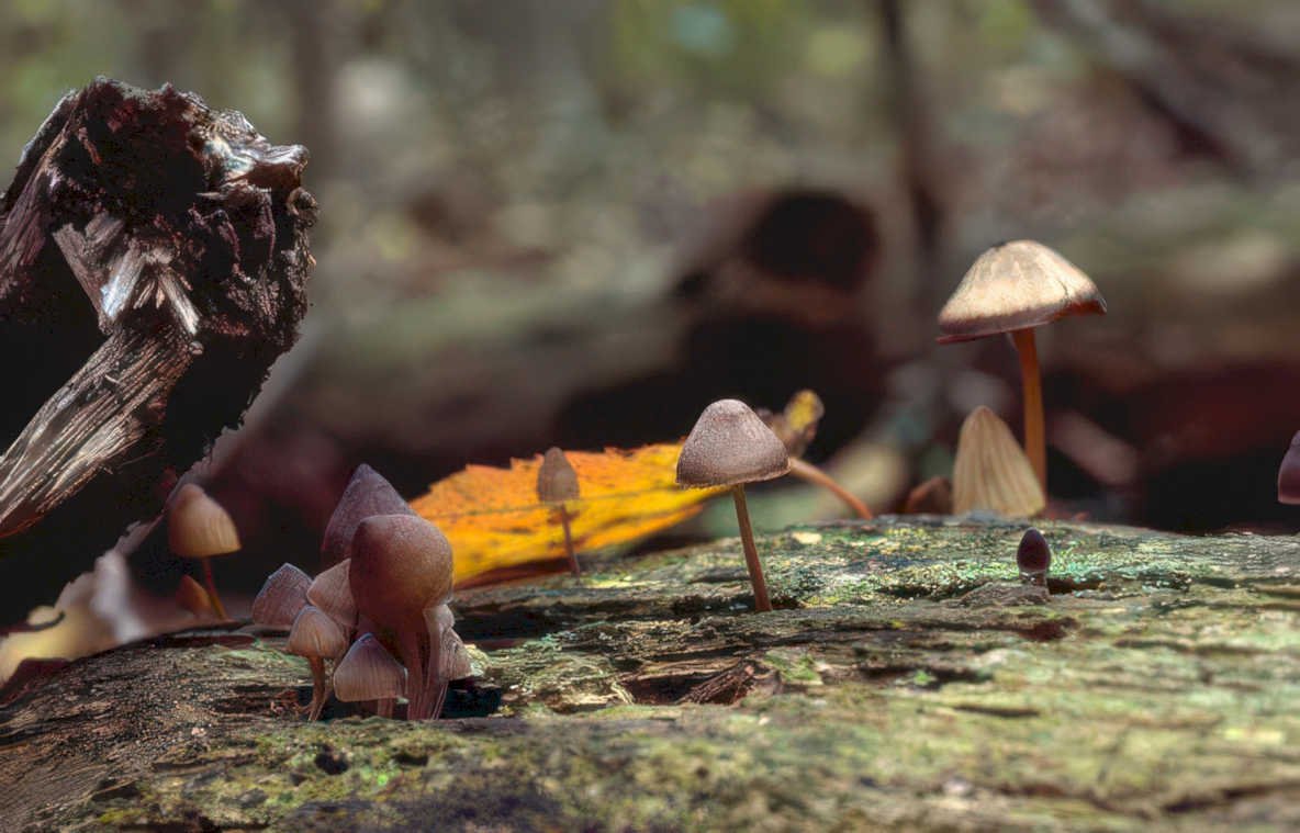 grey mushrooms log Vintage A4 Photo Print