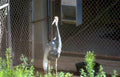 grey white crane Vintage A4 Photo Print