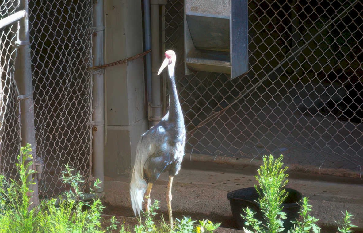 grey white crane Vintage A4 Photo Print