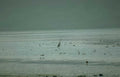 greywater birds heron Vintage A4 Photo Print