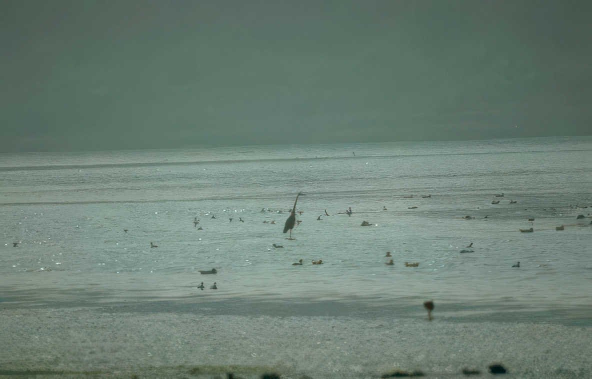 greywater birds heron Vintage A4 Photo Print