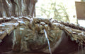 griffin water sculpture Vintage A4 Photo Print