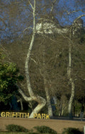 griffith park sign 1980s 1990s A4 Photo Print