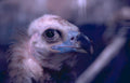 griffon vulture portrait GIGA 2