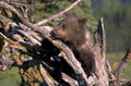 grizzly bear cub 1980s 1990s A4 Photo Print