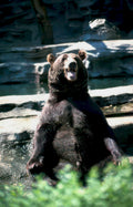 grizzly bear zoo Vintage A4 Photo Print