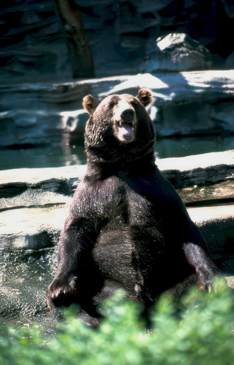 grizzly bear zoo Vintage A4 Photo Print