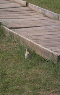 ground squirrel boardwalk 1980s 1990s A4 Photo Print