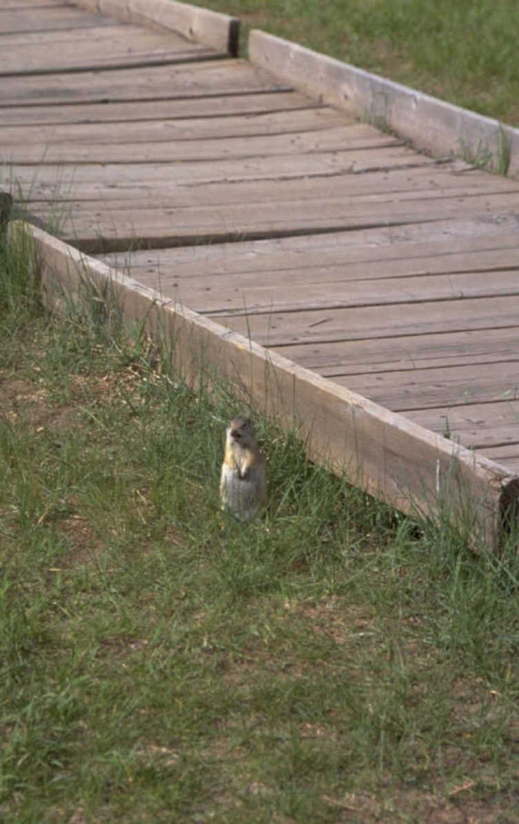 ground squirrel boardwalk 1980s 1990s A4 Photo Print