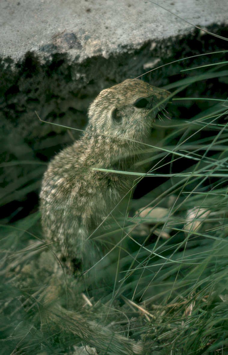 ground squirrel grass Vintage A4 Photo Print
