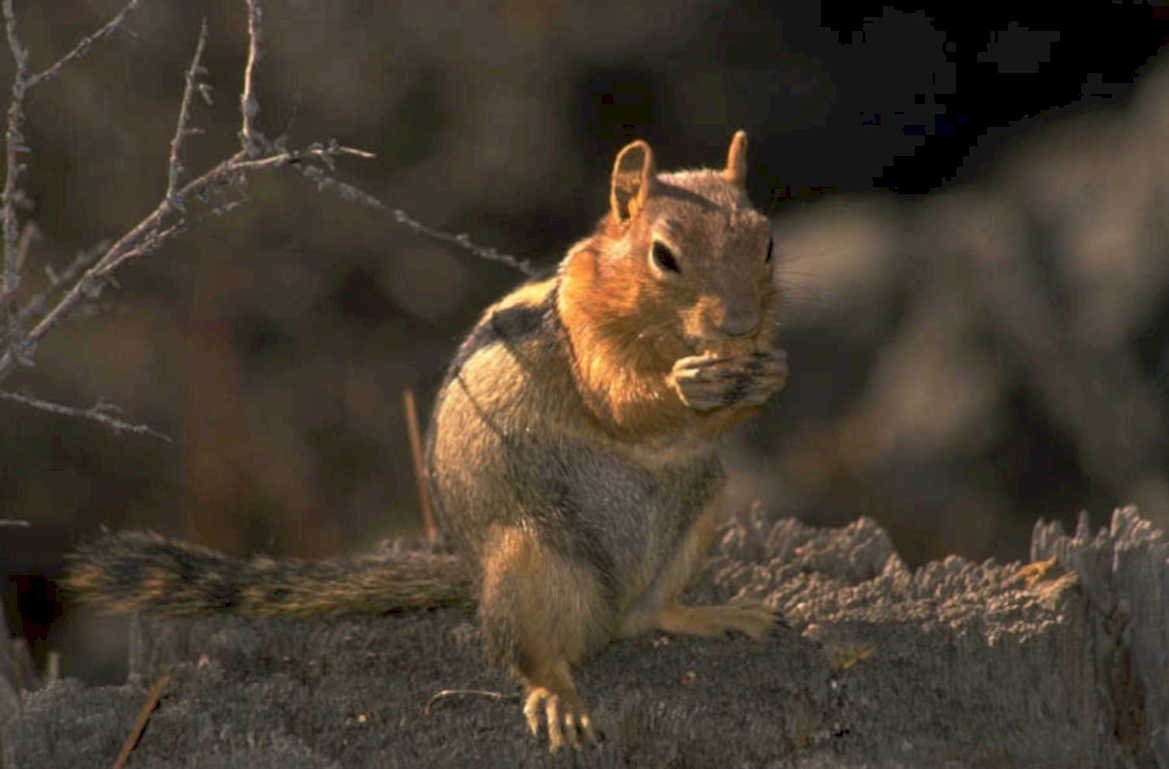 ground squirrel log 1980s 1990s A4 Photo Print