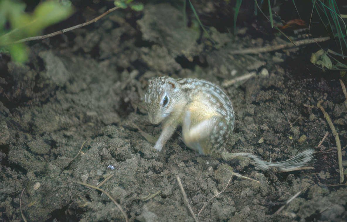 ground squirrel soil Vintage A4 Photo Print