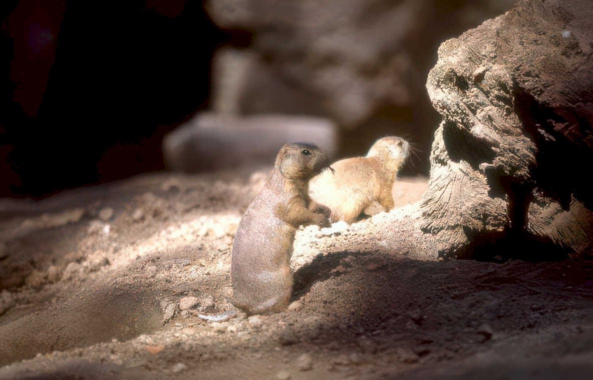 ground squirrels rocks Vintage A4 Photo Print