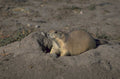 groundhog burrow autumn 1980s 1990s A4 Photo Print