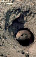 groundhog burrow grass Vintage A4 Photo Print